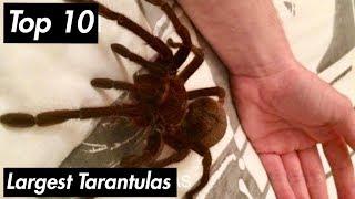 Top 10 largest Spiders (Tarantulas) 