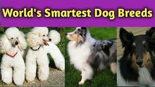 WORLDS  TOP 10 DOGS BREEDS | CITY OF COLOURS