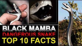 TOP 10 FACTS ABOUT BLACK MAMBA | ബ്ലാക്ക് മാമ്പ പാമ്പ്‌ നെ കുറിച്ച് 10 കാര്യങ്ങള്‍ | Summer Media