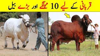 Top 10 Expensive Cows for Qurbani | Biggest Bulls in the World