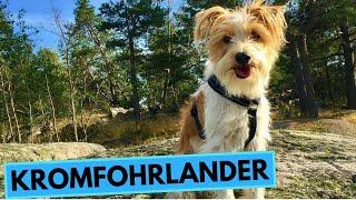 Kromfohrländer - TOP 10 Interesting Facts