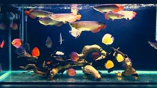 Best Top Arowana Community Tank Collection | Arowana Commtank with relaxing music