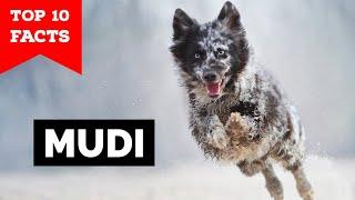 Mudi - Top 10 Facts