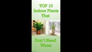 TOP 10 Indoor Plants That Don’t Need Water (Before A Month)