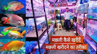 मछली कैसे खरीदें, मछली खरीदने का तरीका // How to buy fish // buy healthy fish from fish shop