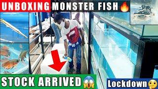 *New* Fish Unboxing | SPV Stock Arrived | Monster Fish Aquarium Pond India | Arowana Alligator Rtc