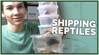 Shipping 10 Pet Reptiles to their New Owners!