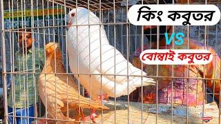 King pigeon | কিং কবুতর | Price of king kabootar | Pigeon Sound Effect - 4k video ultra hd