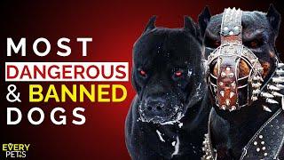 Top 10 Most Dangerous & Banned Dog Breeds In The World