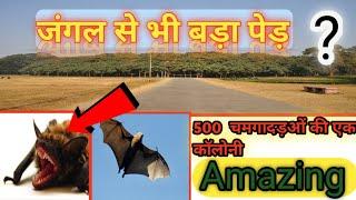 Top 21 Fact । Top 10 Facts। Amazing  Facts of World। By Fact With Panchal