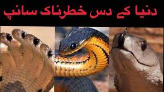 #Information || Top 10 dangerous snake in the world || dunia k kahtarnak saanp