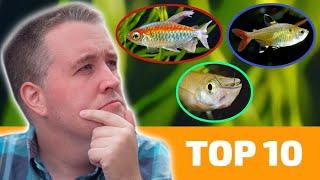 Top 10 Hard Water-Loving Fish for Your Community Aquarium