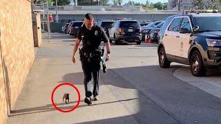 A STREET PUPPY FOLLOWS POLICE OFFICER... WHAT HAPPENS NEXT WILL MELT YOUR HEART!