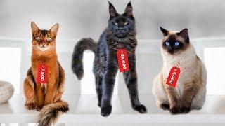 These Are 10 Most Expensive Cat Breeds