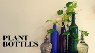 Top 10 Bottle Garden Tips