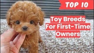 Toy Breeds for First Time Owner (Top 10)