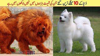 Top 10 Most Expensive Dog Breeds In The World 2020 | دُنیا کے 10 مہنگے ترین کُتے