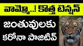 వామ్మో..! కొత్త టెన్షన్ | Peoples Gets New Problem | Lock Down India | Top Telugu TV