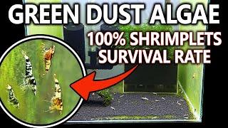 How to: Grow DUST ALGAE in AQUARIUM - Natural Food for Baby Shrimp!