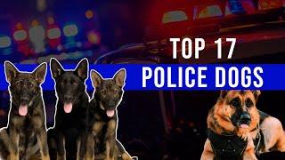 Not Top 10 Police Dogs But Top 17 Police Dog Breeds - Best Police Dog Breeds In The World