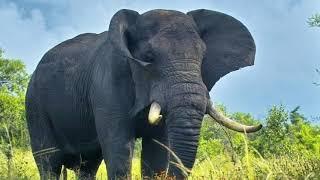 top 10 elephants in world - fighter elephants - big elephant - nature relaxing point