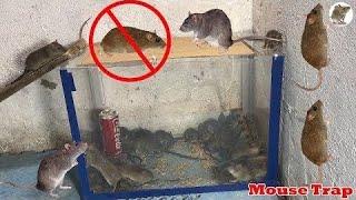 Top 10 Funniest Water Mouse/Rat Traps 