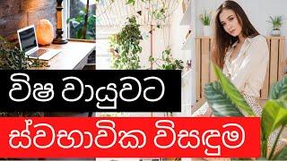 Top 10 air purifying indoor plants sinhala | නිවස තුල වවන වාතය පිරිසිඳු කරන ශාක