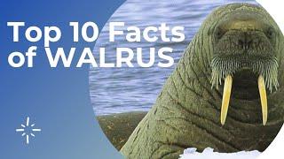 TOP 10 FACTS OF WALRUS || MVP