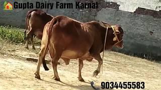 Top Quality Sahiwal Rathi Cow Supply @9034455583 By Gupta Dairy Farm Karnal Haryana  साहीवाल गाय