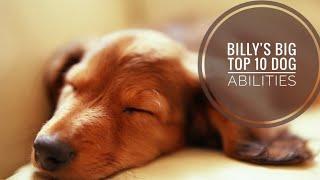 Billy's Big Top 10 Dog Skills - Man's Best Friend Amazes Again!