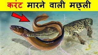 देखिये कैसे ये जानवर अपने आप को खतरनाक तरीके से बचाते हैं  | 9 fatal ways Animals Defense Mechanism