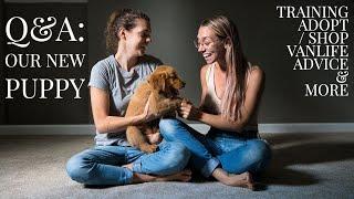 Q&A With New Puppy Parents | Top 10 Questions We Get Asked About Our Golden Retriever Puppy