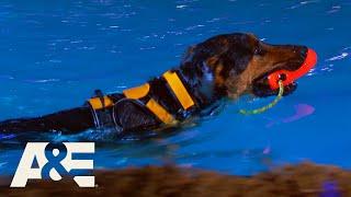 Can Crixus the Underdog Beat His K9 Competitors? | America's Top Dog (Season 1) | A&E