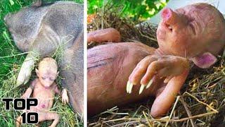 Top 10 Bizarre Creatures Discovered In The Amazon Jungle