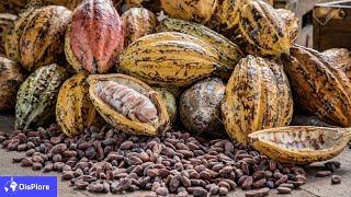 Top 10 Cocoa Producing Countries in the World