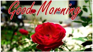 Good Morning Whatsaap Status | Good Morning Status | Good Morning Video | Good Morning Status