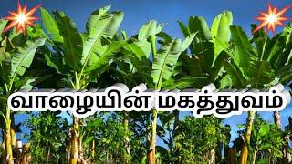 வாழையின் மகத்துவங்கள்!! | Top Health benefits of Banana Tree | Banana stem | Banana flower | #banana