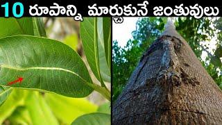 మన కళ్ళని మోసం చేసే జీవులు! Top 10 Weird Camouflaged Animals | Telugu Brain