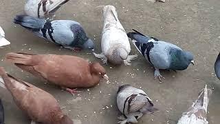 New Pigeon Farm In Rajshahi | Most Eye Catchy Pigeon Loft.