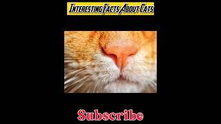 Top 10 interesting Facts About Cats #facts #information #reels #shorts #top10 #interesting