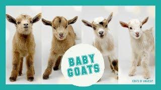 LIVE: Baby Goats! | Goats of Anarchy