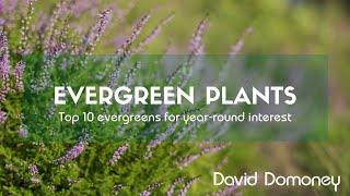 Top 10 Evergreen Plants For Year-round Interest