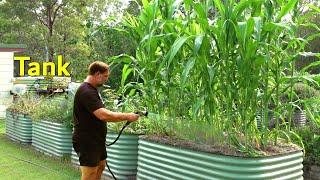 How Much WATER Do You NEED to Grow Vegetables and Fruit?