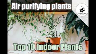 Best Indoor plants | Air purifying plants | Top 10 Indoor plants | Trishna designs
