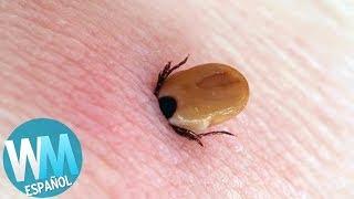 ¡Top 10 Picaduras de Insecto Más DOLOROSAS!