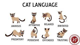 Top 10 Ways To Understand Your Cat Better - Cat Behavior - Cat Language - Facts
