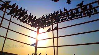 Top Best and Biggest Pigeon Collection | Fancy Pigeon Farm | 10 Different Type Of Fancy Pigeons