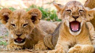 Best Lion Moments: Part 2 | Top 5 | BBC Earth