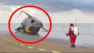 समुद्र के किनारे मिली 10 चौकाने वाली अजीबोगरीब चीजे 10 Strangest Things Washed Up on Beaches