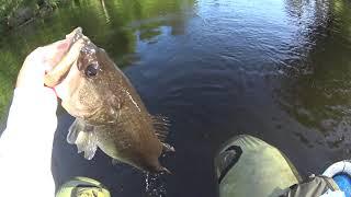 6lbs 10oz - Top Water Frog - Float Tube Fishing